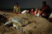 Turtle conservation