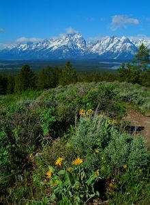 Grand Tetons in Summer