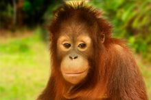 Borneo