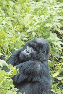 Rwanda