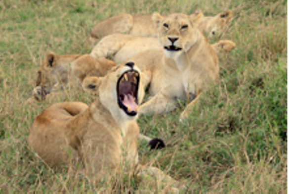 Lions
