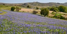 Dartmoor Bluebells