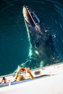 From June you will be able to swim with humpback whales at Ningaloo Reef