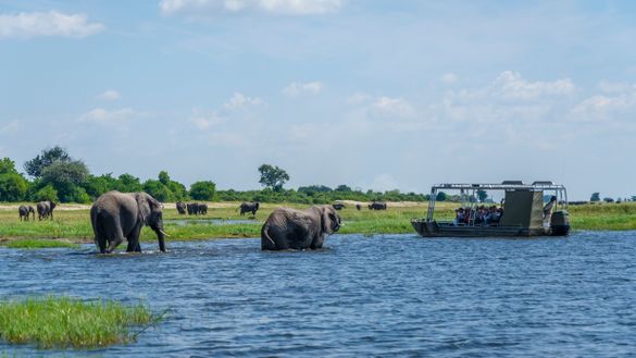 Cruising the Chobe River