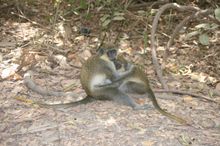 Red Vervet Monkeys