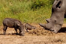 Fathala Wildlife Reserve Rhinos