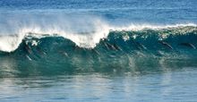 Dolphins surfing Urchin Point at Dirk Hartog Island