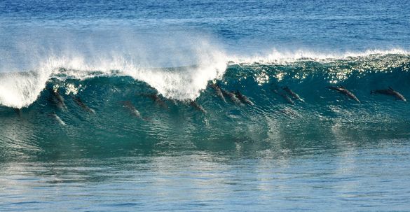 Dolphins surfing Urchin Point at Dirk Hartog Island