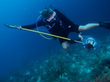 Lionfish Spearing in Belize