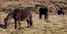 Dartmoor ponies