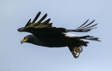 Black Eagle at Little Gorges, Victoria Falls, Zimbabwe