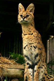 A Serval at Drusillas Park