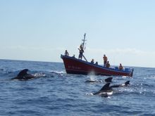 Whale watching holiday in La Gomera