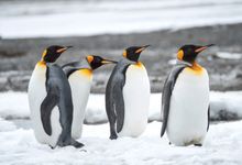 King penguins