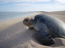 Turtle nesting at Cape Range National Park