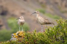 Whimbrels