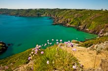 Herm Puffins Cliffs