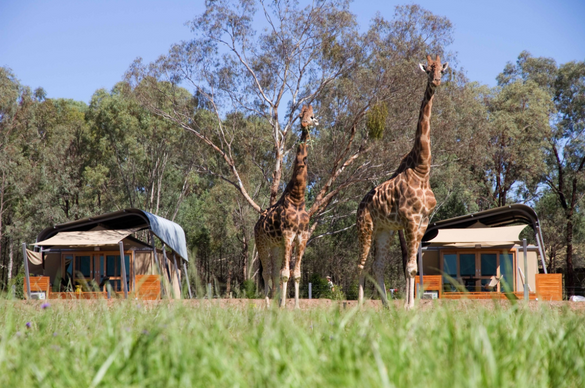 Taronga Western Plains Zoo