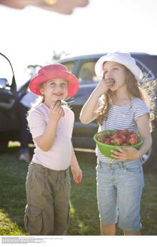 Children eating strawberries at MR Vella Fresh Vegies farmgate, Hawkesbury Valley