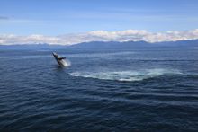 Humpback whale in Alaska's Inside Passage