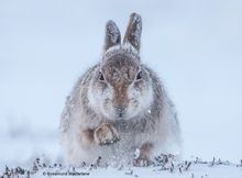 Wildlife Photographer of the Year 2015. 21. Snow hare Rosamund Macfarlane UK Finalist, Mammals One of Rosamund's photographic am