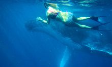 Swimming with Humpback whales in Ningaloo Reef - August 2015