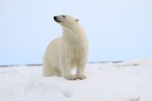 Polar Bear