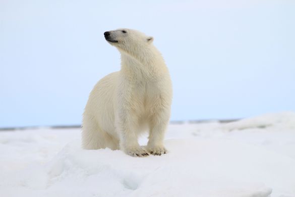 Polar Bear
