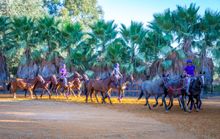 Polo Valley, Sotogrande