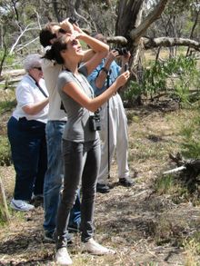 the first sight of a wild Koala!