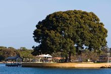  Mandurah's most iconic Moreton Bay Fig tree, overlooking the beautiful Mandurah Estuary