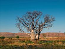 Boab Tree, Kimberley National Park