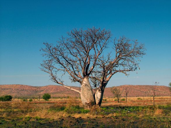 Boab Tree, Kimberley National Park