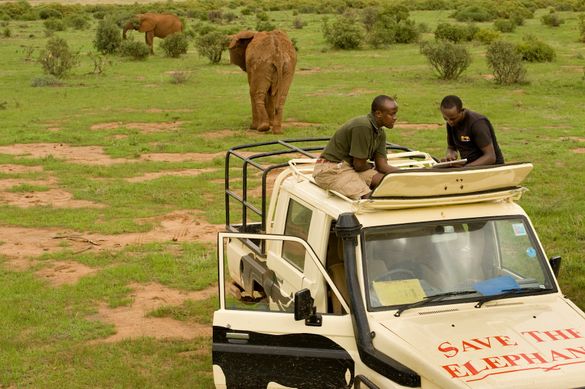 Save the Elephants