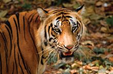 Bengal Tiger in Kerala 
