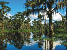 Louisiana Swamp Tour