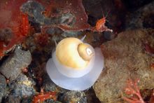 Arctic's underwater world. A sea snail (amauropsis rossiana). 