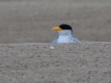 An Indian Skimmer Nesting