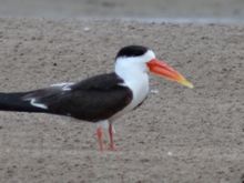 An Indian Skimmer