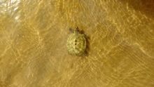 A Batagur dhongoka hatchling making its way to a river