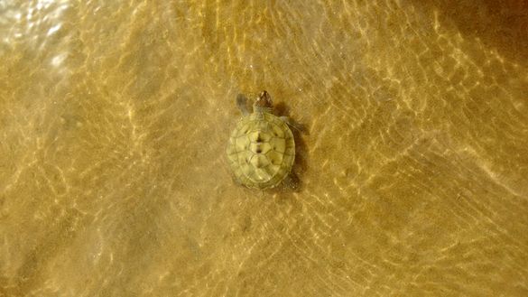 A Batagur dhongoka hatchling making its way to a river