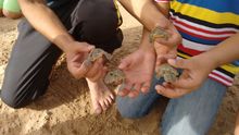 Batagur dhongoka hatchlings just before they are released
