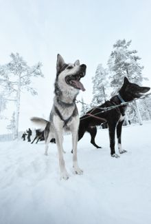 Husky's, ICEHOTEL, Sweden