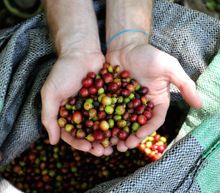 Harvested coffee beans near Cuzco, Peru 