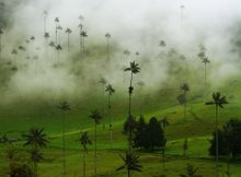 Valle del Cocora in the Coffee Region, Colombia 