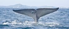 Blue Whale