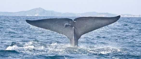 Blue Whale