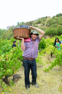 Viña González Bastías favors manual winemaking, no machinery.