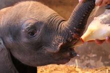 Amanzi being fed a special milk formula.