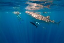 Whale Shark season starts a month early at Ningaloo Reef
